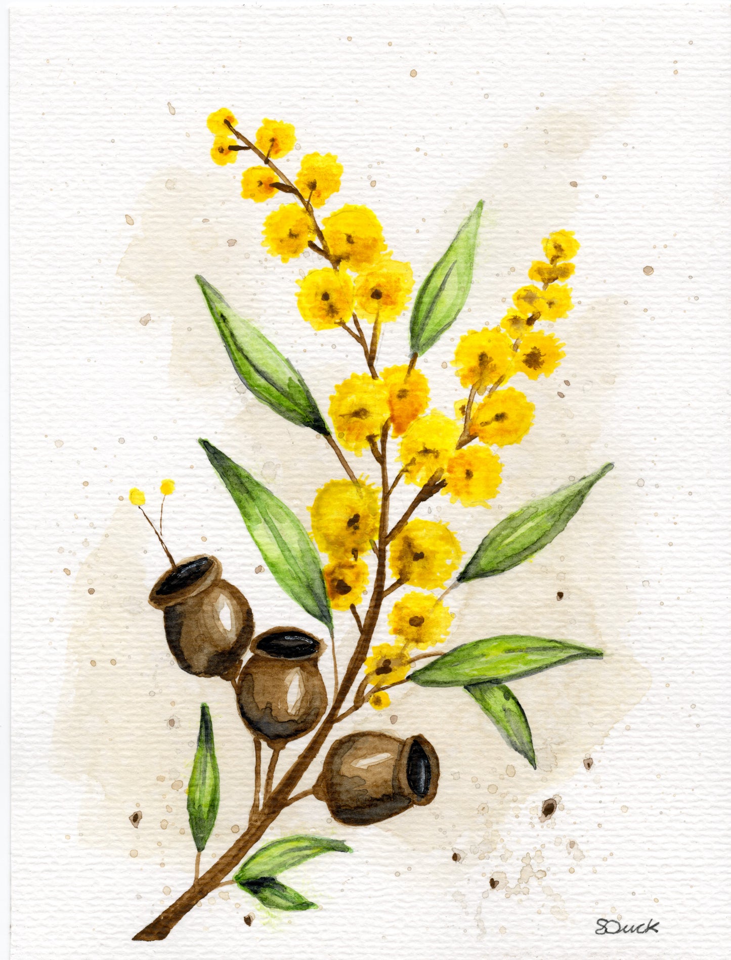 Wattle & Gumnuts | Original Watercolour
